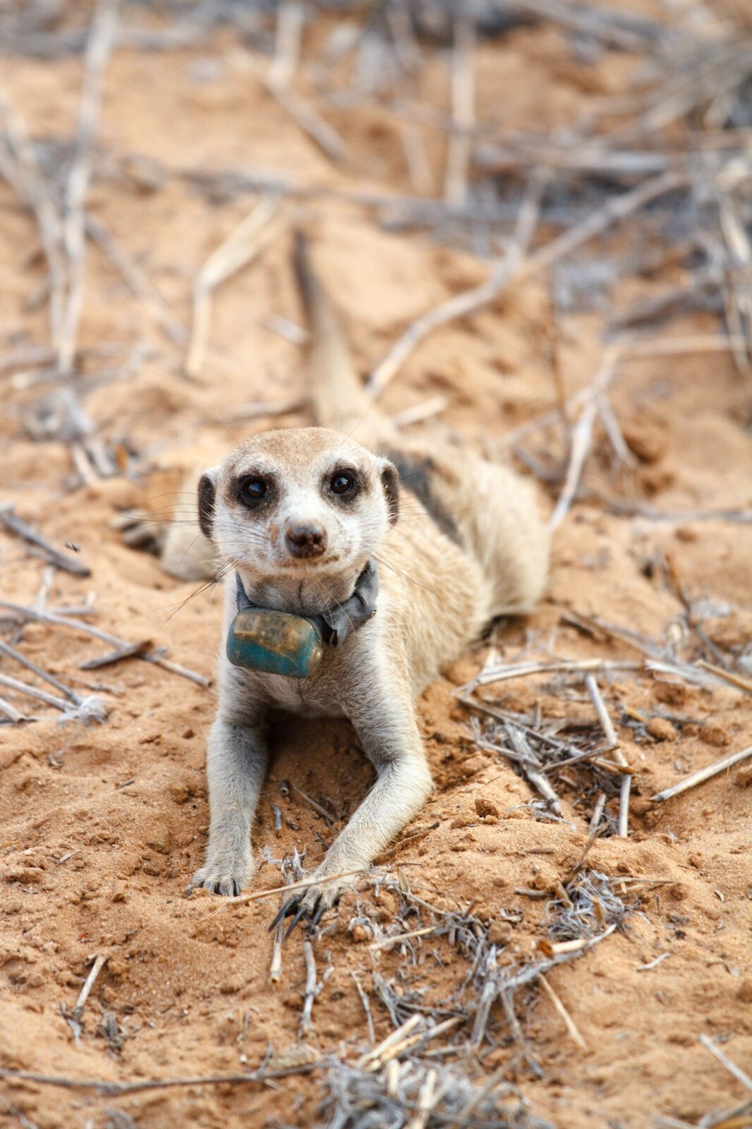 A meerkat wearing a tracking collar